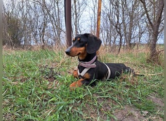 Little Jazmin, sanfte Begleiterin, ca. 2 Jahre, ca. 22 cm, ca. 6 kg