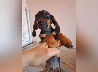 Amador, hübscher Dackel-Mix Welpe, ca. 4 Monate, ca. 21 cm, ca. 4 kg *bald in 12163 Berlin*