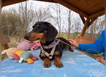 Little Jazmin, sanfte Begleiterin, ca. 2 Jahre, ca. 22 cm, ca. 6 kg