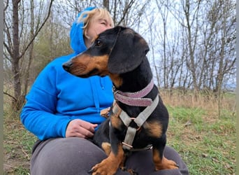 Little Jazmin, sanfte Begleiterin, ca. 2 Jahre, ca. 22 cm, ca. 6 kg