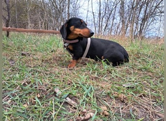 Little Jazmin, sanfte Begleiterin, ca. 2 Jahre, ca. 22 cm, ca. 6 kg