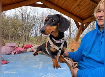 Little Jazmin, sanfte Begleiterin, ca. 2 Jahre, ca. 22 cm, ca. 6 kg