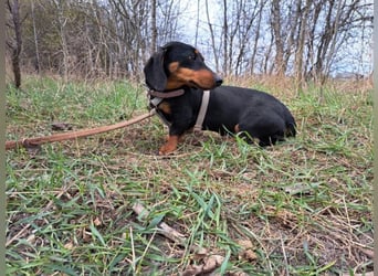 Little Jazmin, sanfte Begleiterin, ca. 2 Jahre, ca. 22 cm, ca. 6 kg