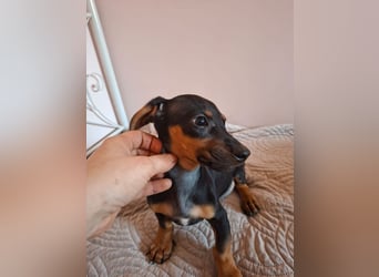 Amador, hübscher Dackel-Mix Welpe, ca. 4 Monate, ca. 21 cm, ca. 4 kg *bald in 12163 Berlin*