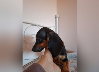 Amador, hübscher Dackel-Mix Welpe, ca. 4 Monate, ca. 21 cm, ca. 4 kg *bald in 12163 Berlin*