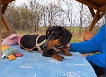 Little Jazmin, sanfte Begleiterin, ca. 2 Jahre, ca. 22 cm, ca. 6 kg