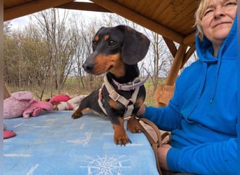 Little Jazmin, sanfte Begleiterin, ca. 2 Jahre, ca. 22 cm, ca. 6 kg