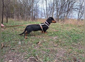 Little Jazmin, sanfte Begleiterin, ca. 2 Jahre, ca. 22 cm, ca. 6 kg