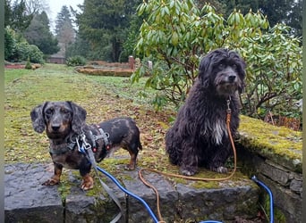 Timmy ist nun auf einer Pflegestelle in 41747 Viersen