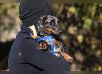 Timmy ist nun auf einer Pflegestelle in 41747 Viersen