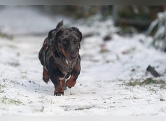 Timmy ist nun auf einer Pflegestelle in 41747 Viersen