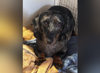 Timmy ist nun auf einer Pflegestelle in 41747 Viersen