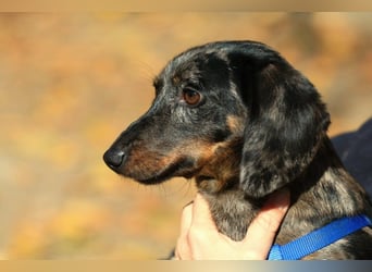 Timmy ist nun auf einer Pflegestelle in 41747 Viersen