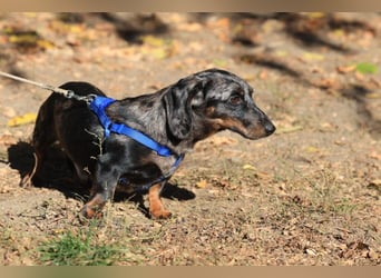 Timmy ist nun auf einer Pflegestelle in 41747 Viersen
