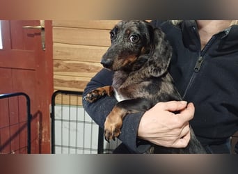 Timmy ist nun auf einer Pflegestelle in 41747 Viersen