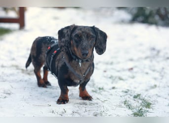 Timmy ist nun auf einer Pflegestelle in 41747 Viersen
