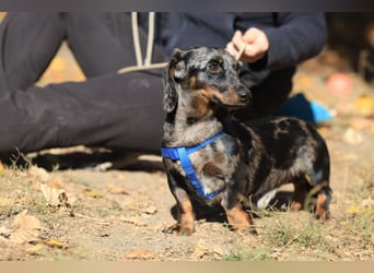 Timmy ist nun auf einer Pflegestelle in 41747 Viersen
