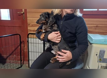 Timmy ist nun auf einer Pflegestelle in 41747 Viersen