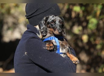 Timmy ist nun auf einer Pflegestelle in 41747 Viersen