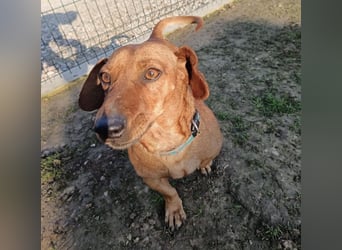 Doby ein kleiner Dackel