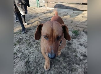 Doby ein kleiner Dackel