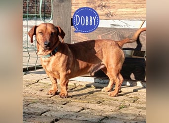 Doby ein kleiner Dackel