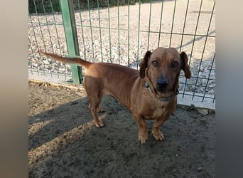 Doby ein kleiner Dackel