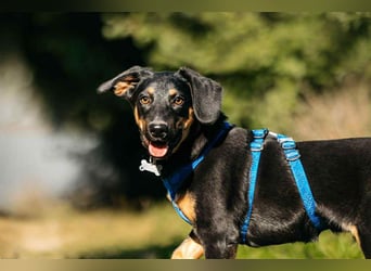 Fröhlicher Ringo sucht liebevolles Zuhause