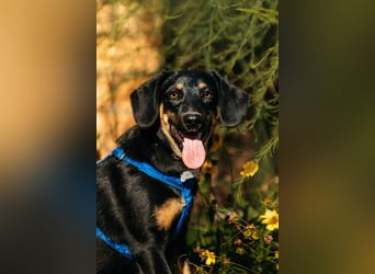 Fröhlicher Ringo sucht liebevolles Zuhause