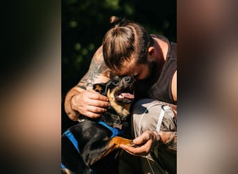 Fröhlicher Ringo sucht seine Familie