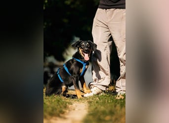 Fröhlicher Ringo sucht seine Familie