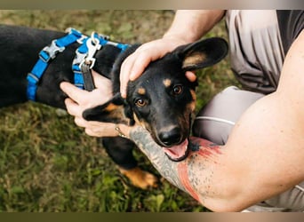 Fröhlicher Ringo sucht seine Familie