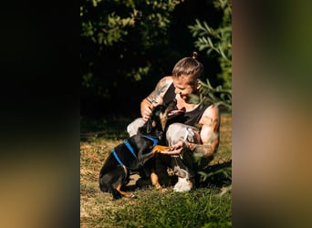 Fröhlicher Ringo sucht seine Familie