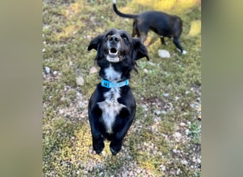 Fifi – ein fröhlicher Herzenshund sucht Menschen mit klarer Hand