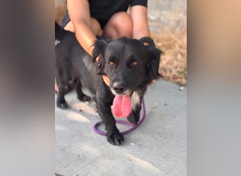 Fifi – ein fröhlicher Herzenshund sucht Menschen mit klarer Hand