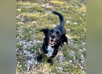 Fifi – ein fröhlicher Herzenshund sucht Menschen mit klarer Hand