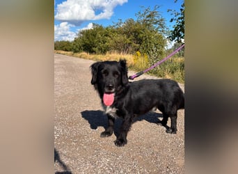 Fifi – ein fröhlicher Herzenshund sucht Menschen mit klarer Hand