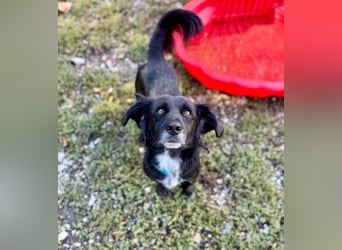Fifi – ein fröhlicher Herzenshund sucht Menschen mit klarer Hand