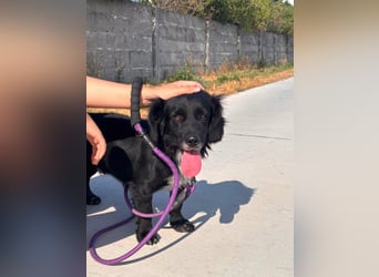 Fifi – ein fröhlicher Herzenshund sucht Menschen mit klarer Hand