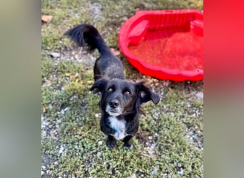 Fifi – ein fröhlicher Herzenshund sucht Menschen mit klarer Hand