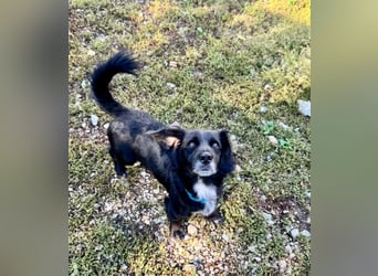 Fifi – ein fröhlicher Herzenshund sucht Menschen mit klarer Hand