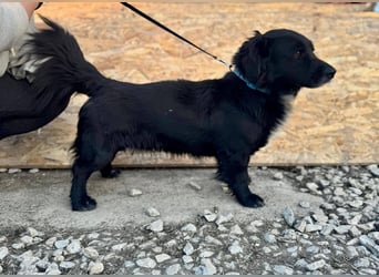 Fifi – ein fröhlicher Herzenshund sucht Menschen mit klarer Hand