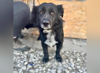 Fifi – ein fröhlicher Herzenshund sucht Menschen mit klarer Hand