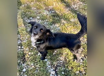 Fifi – ein fröhlicher Herzenshund sucht Menschen mit klarer Hand