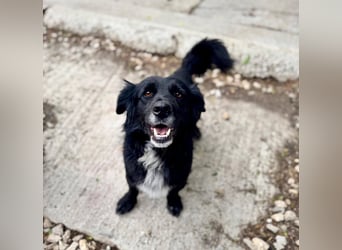 Fifi – ein fröhlicher Herzenshund sucht Menschen mit klarer Hand
