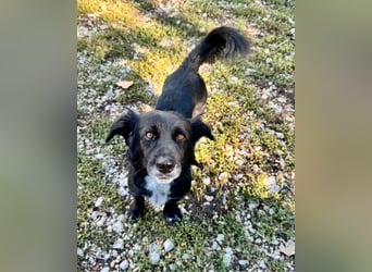 Fifi – ein fröhlicher Herzenshund sucht Menschen mit klarer Hand
