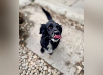 Fifi – ein fröhlicher Herzenshund sucht Menschen mit klarer Hand