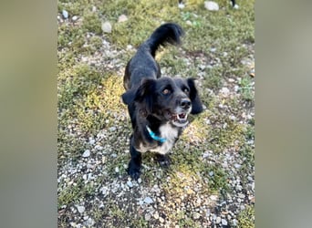 Fifi – ein fröhlicher Herzenshund sucht Menschen mit klarer Hand