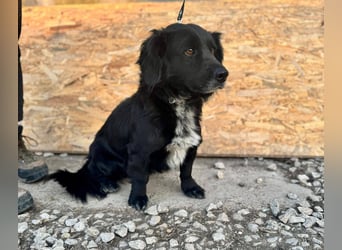 Fifi – ein fröhlicher Herzenshund sucht Menschen mit klarer Hand