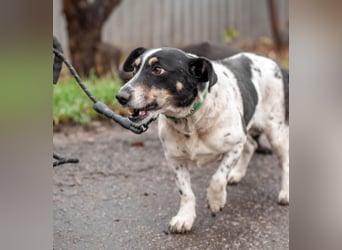 Kukla - Wundervolle sensible Hündin (Ukraine)